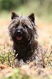 CAIRN TERRIER 490
